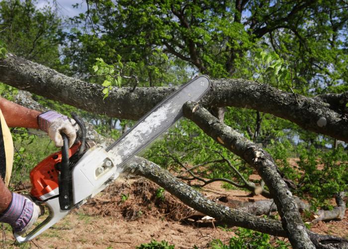 arboriculturist Mobile